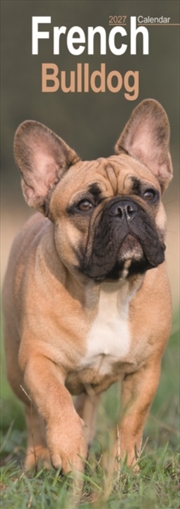 Buy French Bulldog Slim