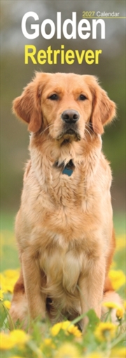 Buy Golden Retriever Slim