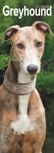 Buy Greyhound Slim