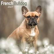 Buy French Bulldog Wall /AVONSI
