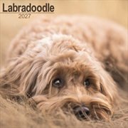 Buy Labradoodle Wall