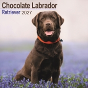 Buy Labrador Retriever Chocolate Wall