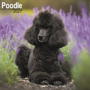 Buy Poodle Wall
