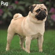 Buy Pug Wall