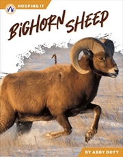 Buy Bighorn Sheep