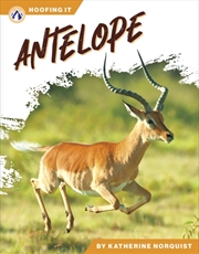 Buy Antelope