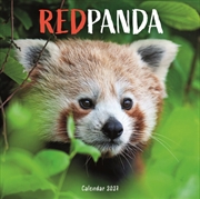 Buy Red Pandas (PFP) Wall Calendar