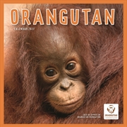 Buy Orangutan (PFP) Wall Calendar