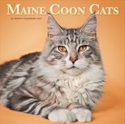 Buy Maine Coon Cats SS ML Wall Calendar