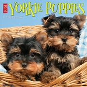 Buy Yorkie Puppies 2027 Wall Calendar