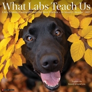 Buy What Labs Teach Us 2027 Wall Calendar