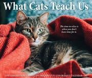 Buy What Cats Teach Us 2027 Box Calendar