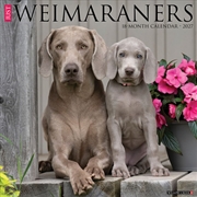 Buy Weimaraners 2027 Wall Calendar