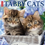 Buy Tabby Cats 2027 Wall Calendar