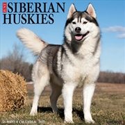 Buy Siberian Huskies 2027 Wall Calendar