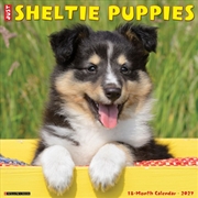 Buy Sheltie Puppies 2027 Wall Calendar