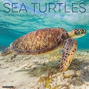 Buy Sea Turtles 2027 Wall Calendar