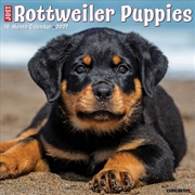 Buy Rottweiler Puppies 2027 Wall Calendar