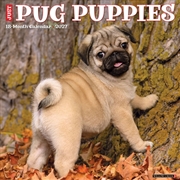 Buy Pug Puppies 2027 Wall Calendar