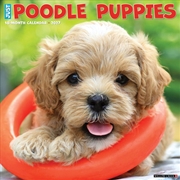 Buy Poodle Puppies 2027 Wall Calendar