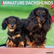 Buy Miniature Dachshunds 2027 Wall Calendar