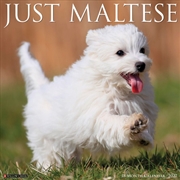 Buy Maltese 2027 Wall Calendar