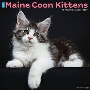 Buy Maine Coon Kittens 2027 Wall Calendar