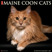 Buy Maine Coon Cats 2027 Wall Calendar