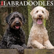 Buy Labradoodles 2027 Wall Calendar