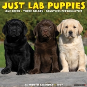 Buy Lab Puppies 2027 Wall Calendar