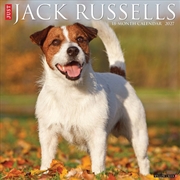 Buy Jack Russells 2027 Wall Calendar