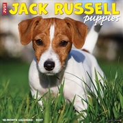 Buy Jack Russell Puppies 2027 Wall Calendar