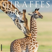 Buy Giraffes 2027 Wall Calendar