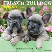 Buy French Bulldog Puppies 2027 Wall Calendar