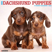 Buy Dachshund Puppies 2027 Wall Calendar