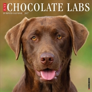 Buy Chocolate Labs 2027 Wall Calendar