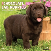 Buy Chocolate Lab Puppies 2027 Wall Calendar