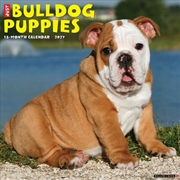 Buy Bulldog Puppies 2027 Wall Calendar