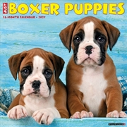Buy Boxer Puppies 2027 Wall Calendar