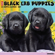 Buy Black Lab Puppies 2027 Wall Calendar