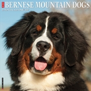 Buy Bernese Mountain Dogs 2027 Wall Calendar