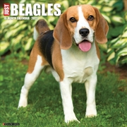 Buy Beagles 2027 Wall Calendar