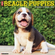 Buy Beagle Puppies 2027 Wall Calendar