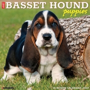 Buy Basset Hound Puppies 2027 Wall Calendar