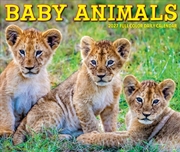 Buy Baby Animals 2027 Box Calendar