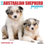 Buy Australian Shepherd Puppies 2027 Wall Calendar