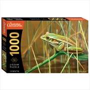 Buy Australian Geographic Lounging Frog
