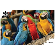 Buy Macaws