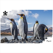 Buy Penguins