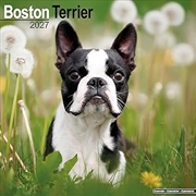 Buy Boston Terrier SS Wall Calendar 2027